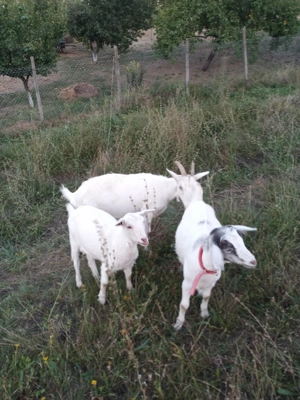 Capre rasa sannen si iedute - imagine 2