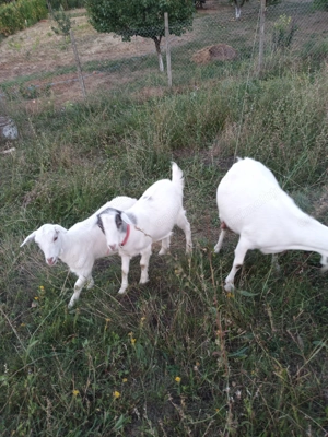 Capre rasa sannen si iedute - imagine 3