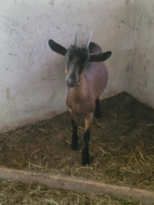 Vand tot ce se vede!