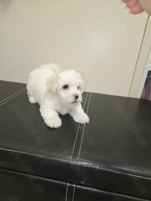 Bichon maltez 6 saptamani