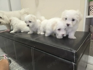 Bichon maltez 6 saptamani - imagine 2 Bichon maltez 6 saptamani - imagine 2
