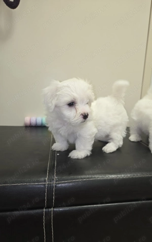 Bichon maltez 6 saptamani - imagine 3 Bichon maltez 6 saptamani - imagine 3