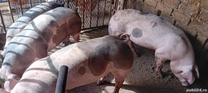 porci de carne  - imagine 3