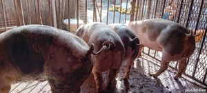 porci de carne  - imagine 4