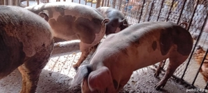 porci de carne  - imagine 2