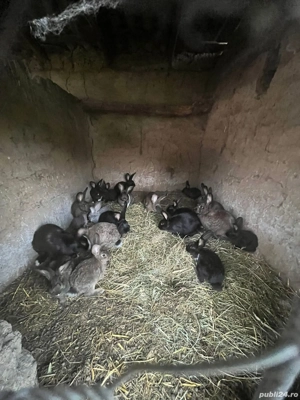 Vand iepuri  - imagine 2