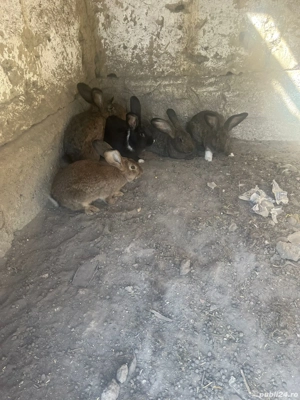 Vand iepuri  - imagine 3