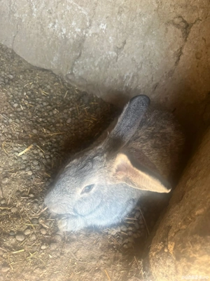 Vand iepuri  - imagine 4