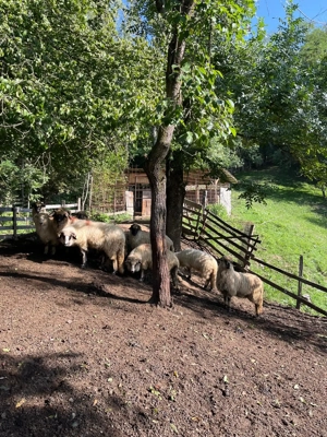 Vând 30 oi și un berbec!  - imagine 4