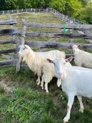 Vând 30 oi și un berbec!  - imagine 2