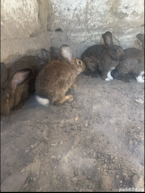 Vand iepuri  - imagine 5