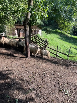 Vând 30 oi și un berbec!  - imagine 3