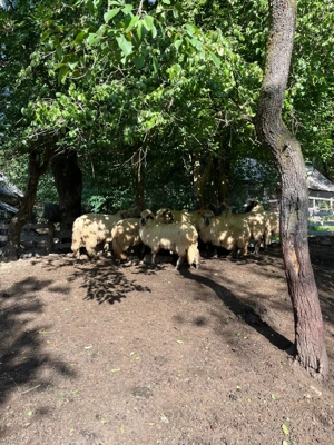 Vând 30 oi și un berbec!  - imagine 5