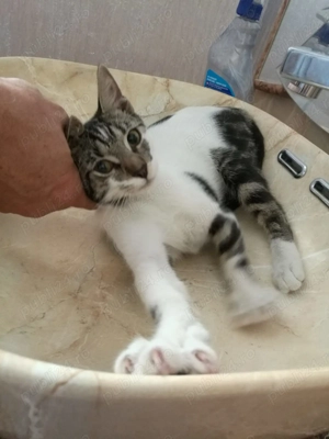 Pisicuță pentru adopție  - imagine 5