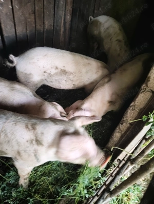 Vând porci  - imagine 2