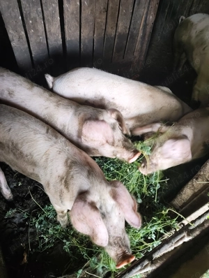 Vând porci 