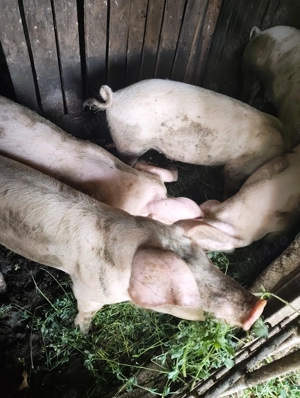 Vând porci  - imagine 6