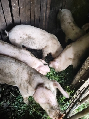 Vând porci  - imagine 5