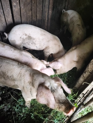 Vând porci  - imagine 7