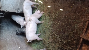 Purcei de vânzare  - imagine 3