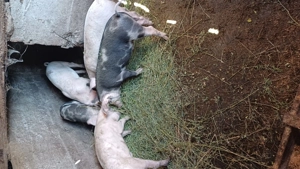 Purcei de vânzare  - imagine 2