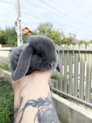 Iepuri pitici de companie Mini Lop - imagine 2