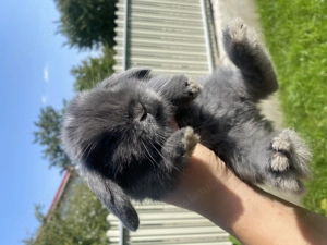 Iepuri pitici de companie Mini Lop - imagine 3