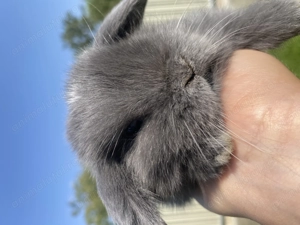 Iepuri pitici de companie Mini Lop - imagine 4