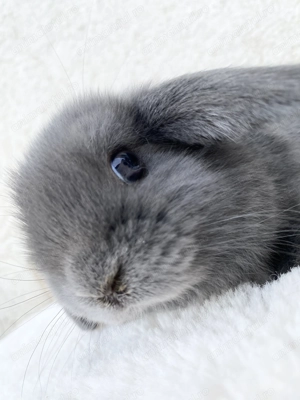 Iepuri pitici de companie Mini Lop - imagine 5