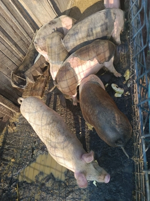 De vânzare porci  - imagine 2