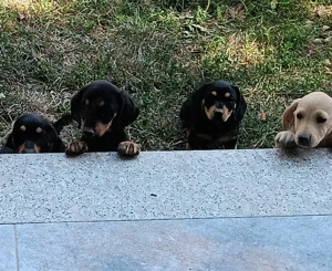 Căței rasă Teckel, caută stăpâni dedicați  - imagine 2