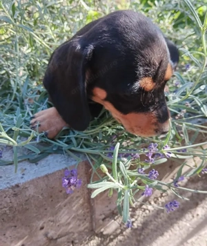 Căței rasă Teckel, caută stăpâni dedicați  - imagine 4