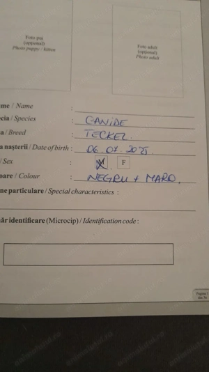 Căței rasă Teckel, caută stăpâni dedicați  - imagine 5