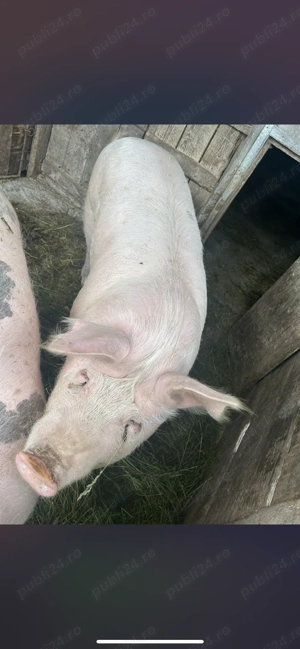 Porc de vânzare aprox 170 kg