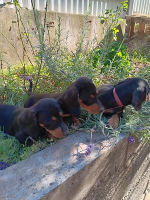 Căței rasă Teckel, caută stăpâni dedicați  - imagine 3