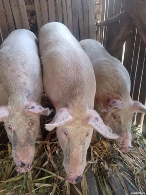 Porci de carne  - imagine 2