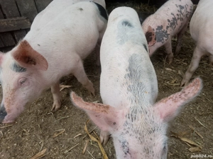 Porci pentru proțap sau de ținut 