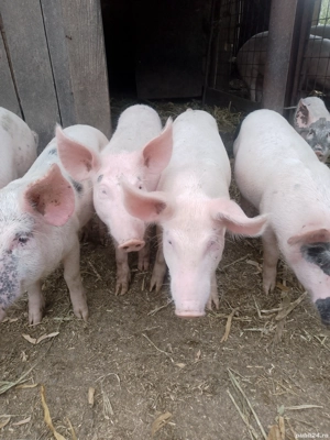 Porci pentru proțap sau de ținut  - imagine 2