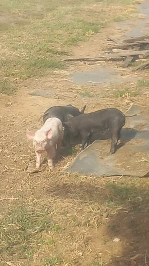 Vând porcii 6 saptamani