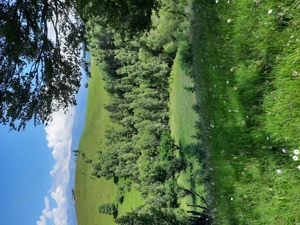 Teren extravilan de vanzare Sirnea - imagine 10