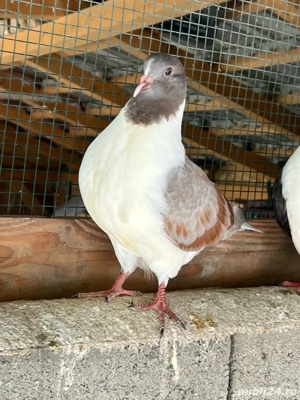 strasseri de vanzare - imagine 4