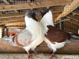 strasseri de vanzare