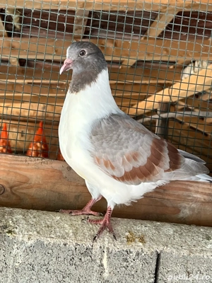 strasseri de vanzare - imagine 5