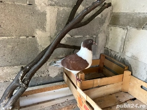 strasseri de vanzare - imagine 2