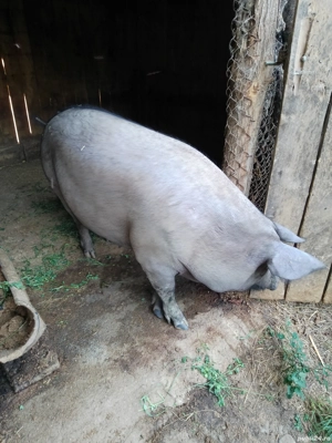 Porci de vânzare 