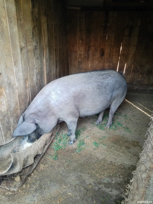Porci de vânzare  - imagine 3