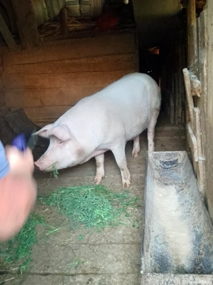 Porci de vânzare  - imagine 5