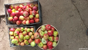 Vând teren intravilan + Livada - imagine 9