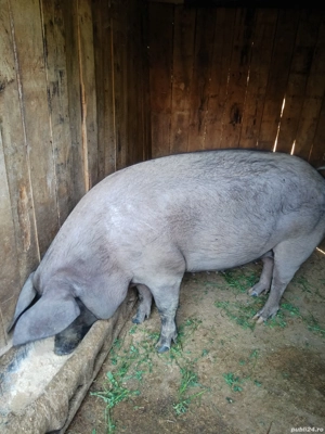 Porci de vânzare  - imagine 4