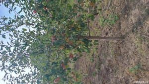 Vând teren intravilan + Livada - imagine 10